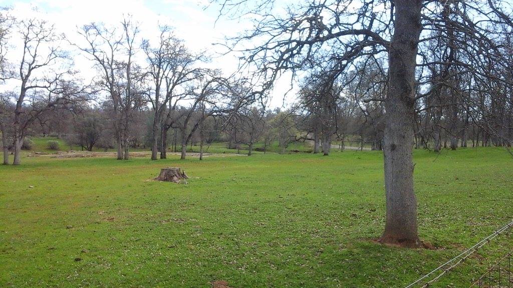 We also offer pasture board in one of our 10 acre pastures. It is shaded with trees and also has a 3 sided shelter. 